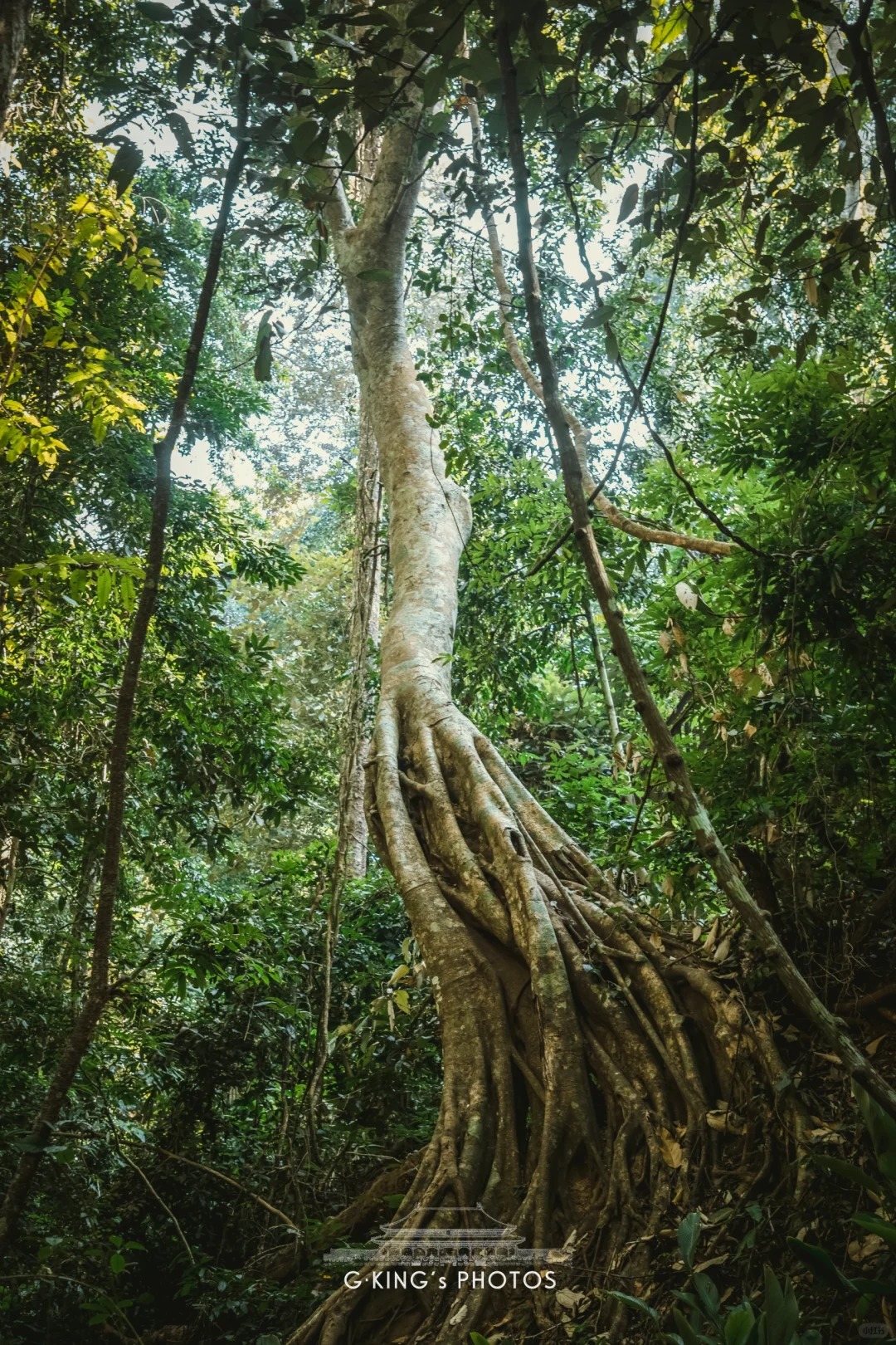 已识乾坤大，犹怜草木青_5_不动金_西双版纳-森林-来自52tours 我爱旅游网